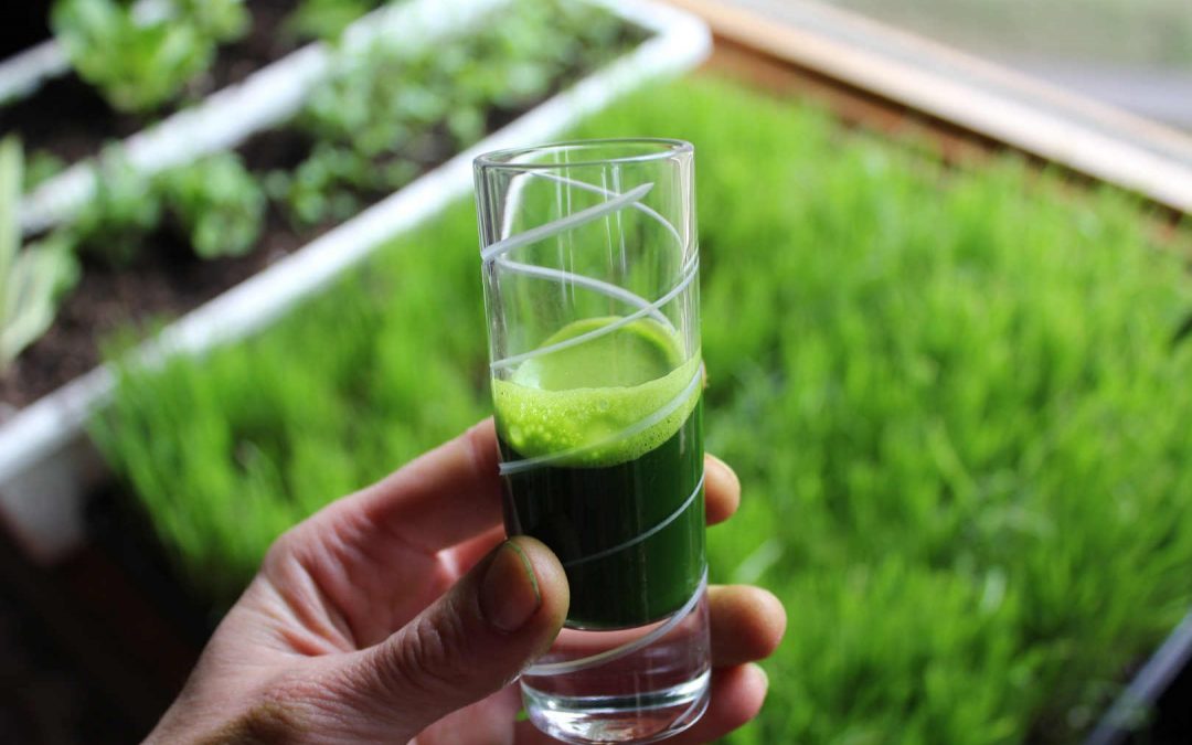 Superfood Decoded – Wheatgrass