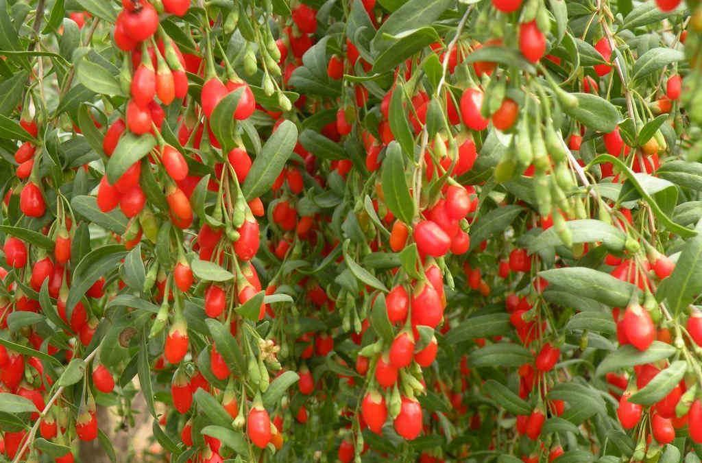 Santosa Superfood – Goji Berry