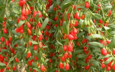 Santosa Superfood – Goji Berry