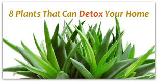 8 Plants that can detox your home