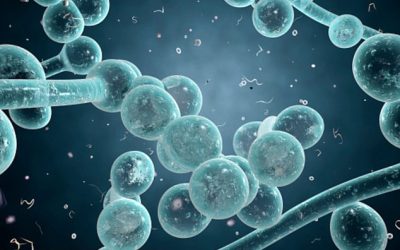 How to Cure Candida with a Cleanse and Detox Program