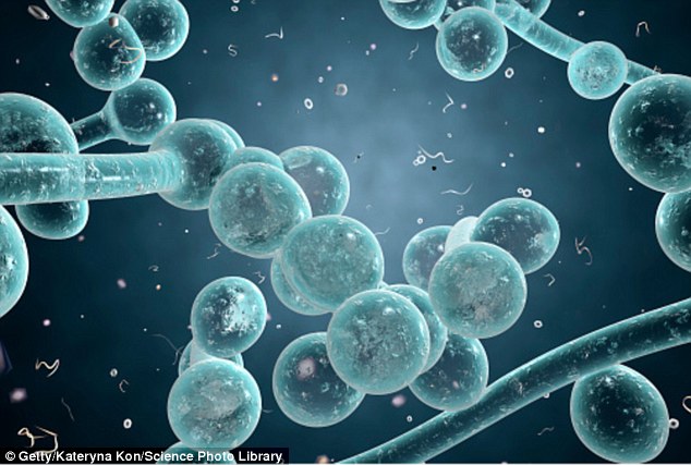 How to Cure Candida with a Cleanse and Detox Program