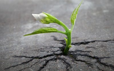 Emotional Detox: A Vital Transformation