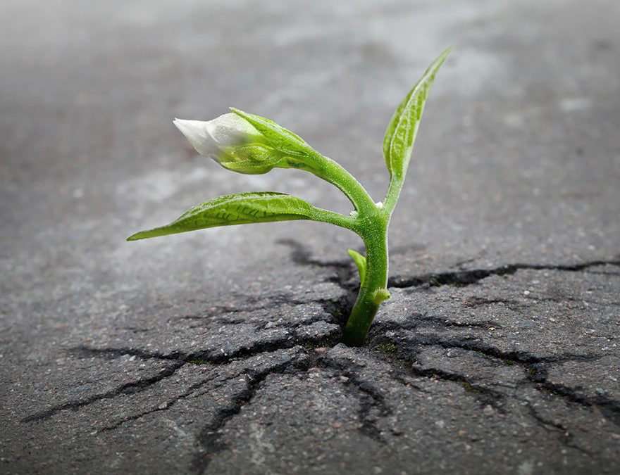 Emotional Detox: A Vital Transformation