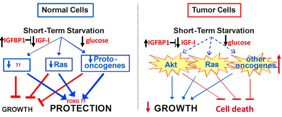 Fasting Molecular Mechanisms Vlinical Applications