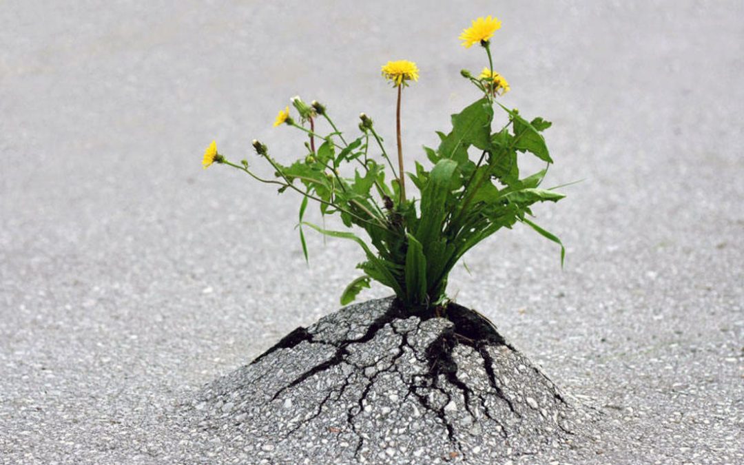 The Amazing Benefits of an Emotional Detox