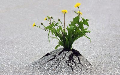 The Amazing Benefits of an Emotional Detox