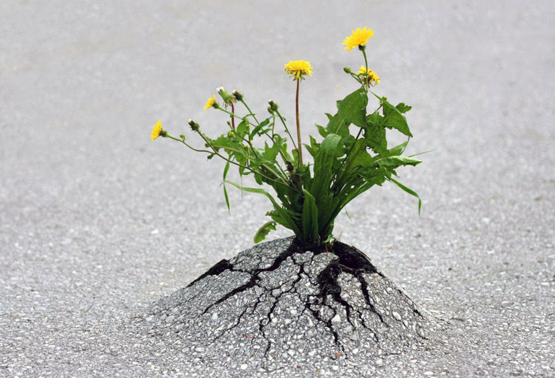 Santosa Detox Wellness Center Flower Is Growing Through The Congrete